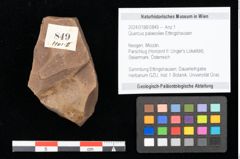 Foto (Objekt + Etikett) von Quercus palaeoilex Ettingshausen (NHMW-GEO-2024-0188-0849)
